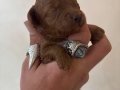 MİNİ BOY TOY POODLE BEBEKLERİM