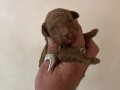 MİNİ BOY TOY POODLE BEBEKLERİM