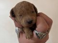 MİNİ BOY TOY POODLE BEBEKLERİM