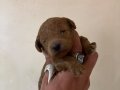 MİNİ BOY TOY POODLE BEBEKLERİM