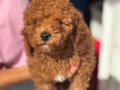 MİNİ BOY TOY POODLE KIZIM