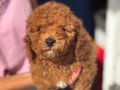 MİNİ BOY TOY POODLE KIZIM