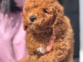 MİNİ BOY TOY POODLE KIZIM