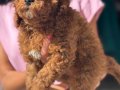 MİNİ BOY TOY POODLE KIZIM