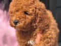 MİNİ BOY TOY POODLE KIZIM