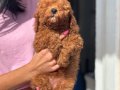 MİNİ BOY TOY POODLE KIZIM
