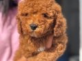 MİNİ BOY TOY POODLE KIZIM