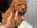 MİNİ BOY TOY POODLE KIZIMIZ