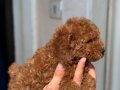 MİNİ BOY TOY POODLE KIZIMIZ