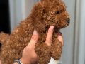 MİNİ BOY TOY POODLE KIZIMIZ