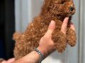 MİNİ BOY TOY POODLE KIZIMIZ