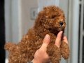 MİNİ BOY TOY POODLE KIZIMIZ