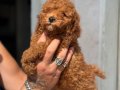 MİNİ BOY TOY POODLE KIZIMIZ