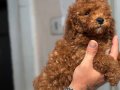 MİNİ BOY TOY POODLE KIZIMIZ