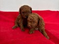 T-CUP RED TOY POODLE ERKEK YAVRULARIM