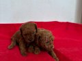 T-CUP RED TOY POODLE ERKEK YAVRULARIM