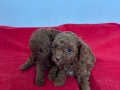 T-CUP RED TOY POODLE ERKEK YAVRULARIM