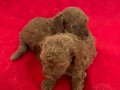 T-CUP RED TOY POODLE ERKEK YAVRULARIM
