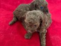 T-CUP RED TOY POODLE ERKEK YAVRULARIM