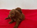 T-CUP RED TOY POODLE ERKEK YAVRULARIM