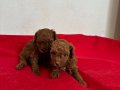T-CUP RED TOY POODLE ERKEK YAVRULARIM