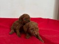 T-CUP RED TOY POODLE ERKEK YAVRULARIM