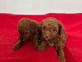 T-CUP RED TOY POODLE ERKEK YAVRULARIM