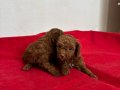 T-CUP RED TOY POODLE ERKEK YAVRULARIM
