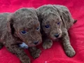 T-CUP TOY POODLE YAVRULARIM