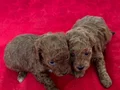 T-CUP TOY POODLE YAVRULARIM