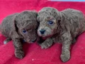 T-CUP TOY POODLE YAVRULARIM