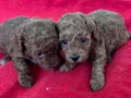 T-CUP TOY POODLE YAVRULARIM