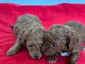 T-CUP TOY POODLE YAVRULARIM