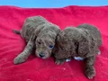 T-CUP TOY POODLE YAVRULARIM