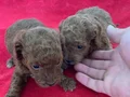 T-CUP TOY POODLE YAVRULARIM