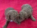 T-CUP TOY POODLE YAVRULARIM