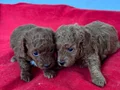 T-CUP TOY POODLE YAVRULARIM