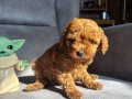 TEACUP GARANTİLİ TOY BEBEĞİMİZ