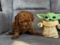 TEACUP GARANTİLİ TOY BEBEĞİMİZ
