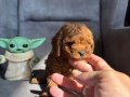 TEACUP GARANTİLİ TOY BEBEĞİMİZ