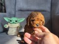TEACUP GARANTİLİ TOY BEBEĞİMİZ