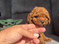 TEACUP GARANTİLİ TOY BEBEĞİMİZ