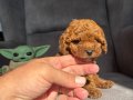 TEACUP GARANTİLİ TOY BEBEĞİMİZ