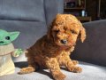 TEACUP GARANTİLİ TOY BEBEĞİMİZ