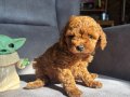 TEACUP GARANTİLİ TOY BEBEĞİMİZ