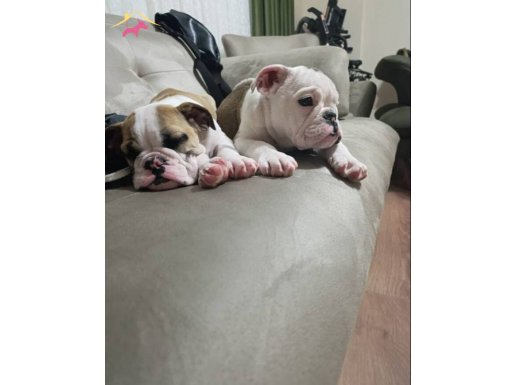 ENGLİSH BULLDOG YAVRULAR İZMİR