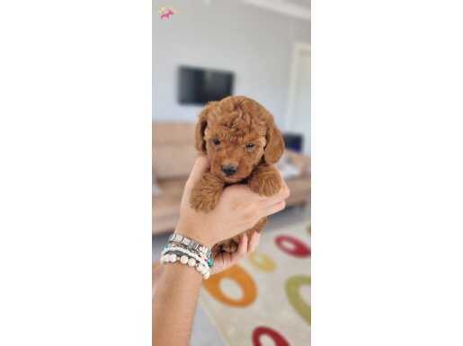 TOY POODLE BEBEKLER İZMİR