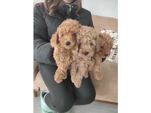 TOY POODLE YAVRULAR İZMİRDE