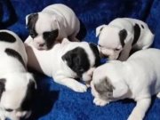 İZMİR SAFKAN FRENÇ BULLDOG