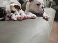 ENGLİSH BULLDOG YAVRULAR İZMİR